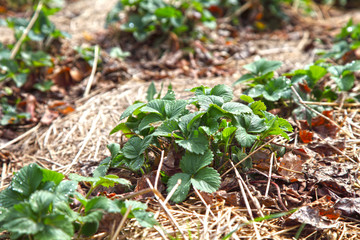 Strawberries growing in the garden in the open ground, a bush covered with mulch of dry grass.