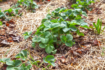 Strawberries growing in the garden in the open ground, a bush covered with mulch of dry grass.