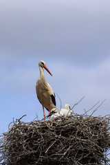 Stork in a nest with a baby on a spring day