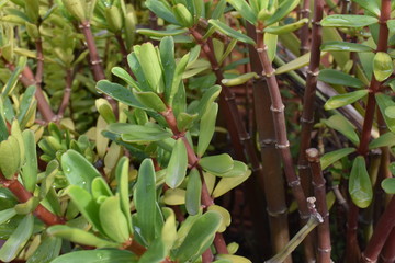 Plantas verdes