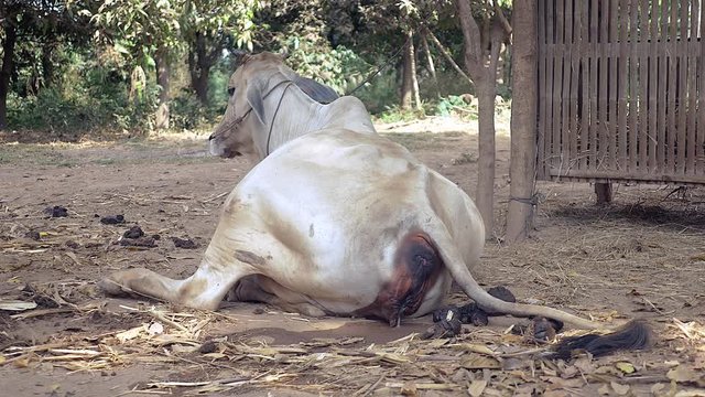 White cow on the ground of a farmyard showing the vulva swelling before calving  ( close up ) 