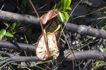 Nepenthes