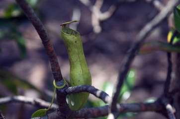 Nepenthes