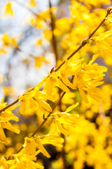Branch of flowering Forsythia closeup