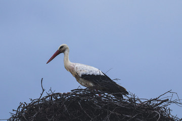 Stork in a nest on a spring day