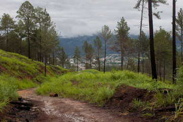 Arboles y pinos talados y vivos con corteza