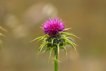 Flowering Spear Thistle (Cirsium vulgare) in a field