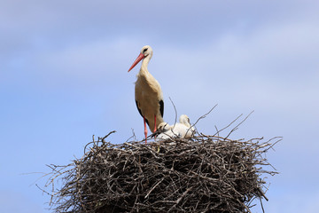 Stork in a nest with a baby on a spring day