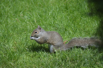 Squirrel Living His Best Life