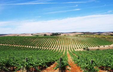 Fototapeta na wymiar vineyard field, alentejo region, Portugal