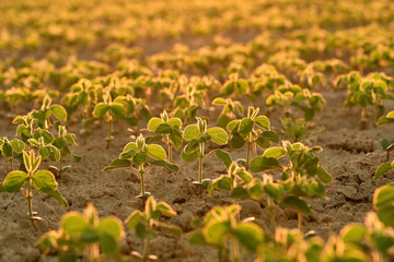 Young soy plants, growing in a field, backlit by early morning light