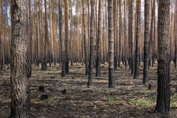 In the state of Brandenburg, Germany, there are more and more forest fires in the pine forests.