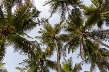 Plakat landscape of palm trees against the sky