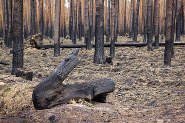 In the state of Brandenburg, Germany, there are more and more forest fires in the pine forests.