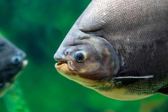 The tambaqui  is a large species of freshwater fish in the  South America also known by the names black pacu, black-finned pacu, giant pacu, cachama, gamitana,  pacu.