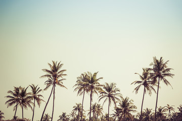 Obraz na płótnie Canvas landscape of palm trees against the sky