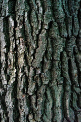 Fototapeta premium kora drzewa