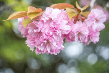 Fototapeta na wymiar Beautiful cherry blossoms. Japan 