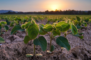 Young soy plants, growing from a soil in early morning