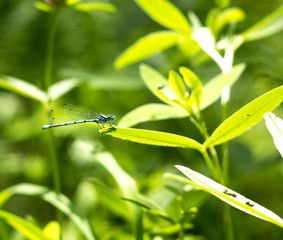 природа россии 