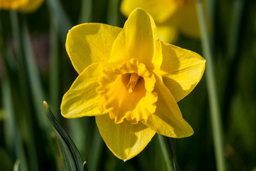 Fototapeta premium Daffodil (narcissus) growing outdoors in the spring season