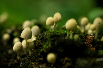 природа россии 