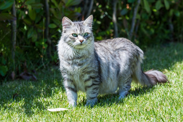 Adorable long haired cat of siberian breed in relax outdoor. Purebred feline of livestock