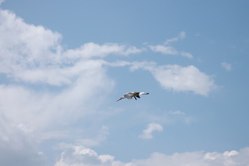 White stork under the clouds