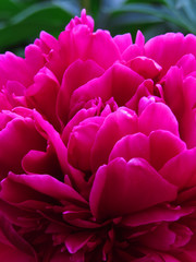 Luxurious peony with spectacular flowers of fuchsia and red with lush foliage.