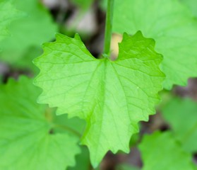 A close vie of the green leaf on the spring tree branch.
