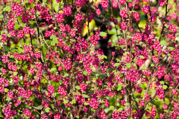 Ribes sanguineum 'Koja' an early spring dark red flower shrub commonly known as  flowering currant