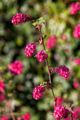 Ribes sanguineum 'Koja' an early spring dark red flower shrub commonly known as  flowering currant