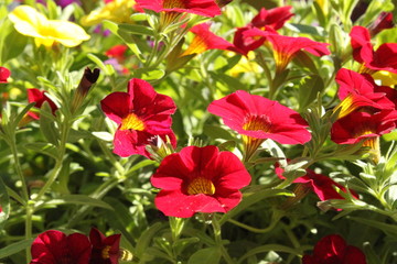 Calibrachoa
