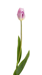 Beautiful lilac tulip