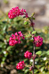 Ribes sanguineum 'Koja' an early spring dark red flower shrub commonly known as  flowering currant