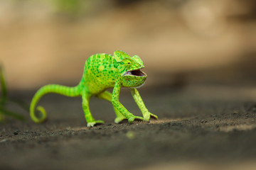 Green chameleon india