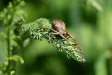 Pisaura mirabilis, pregnant female