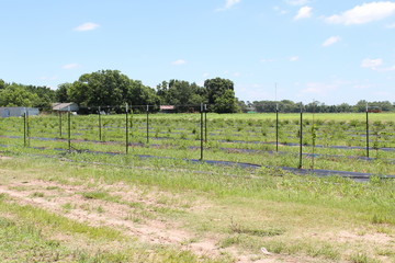 wooden fence in the field