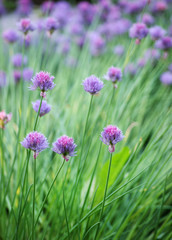 Fototapeta premium Flowers in blossom