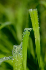 All in green: Beautiful green springtime grass in the morning sunlight with rain drops on the leaves
