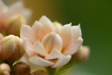 #цветы #природароссии #природа #весна #ярко #макро #макросъемка #фото #безфотошопа #фотограф #ignatnefedov #macro #macrophotography #photography #fotografia #flowers #sun #yellow #nophotoshop #naturep