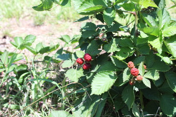 red berries on a bush