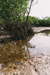 Landscape of Ishigaki Island