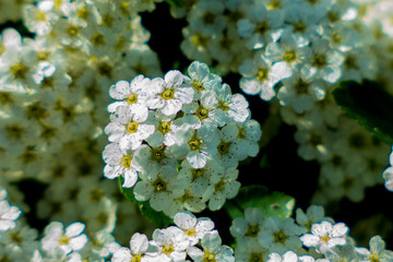 #цветы #природароссии #природа #весна #ярко #макро #макросъемка #фото #безфотошопа #фотограф #ignatnefedov #macro #macrophotography #photography #fotografia #flowers #sun #yellow #nophotoshop #naturep