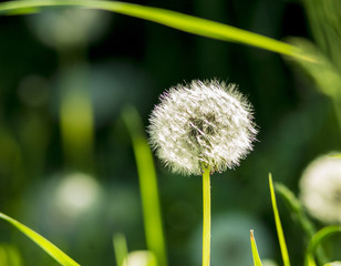 #цветы #природароссии #природа #весна #ярко #макро #макросъемка #фото #безфотошопа #фотограф #ignatnefedov #macro #macrophotography #photography #fotografia #flowers #sun #yellow #nophotoshop #naturep