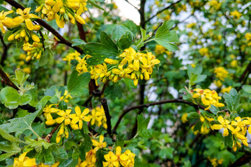 Tutsan hypericum herbal plant blossoming in a field in summer.
