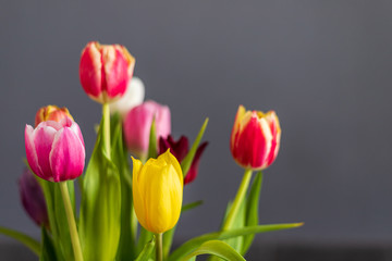 A bunch of coloful tulips in front of a grey wall with copy space.