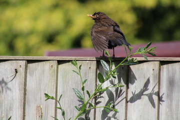 Female blackbird a garden bird 
