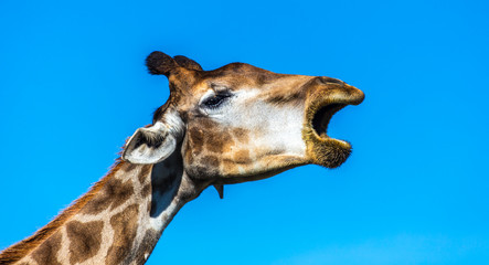 Girafa de boca aberta