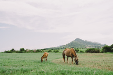 Landscape of Ishigaki Island